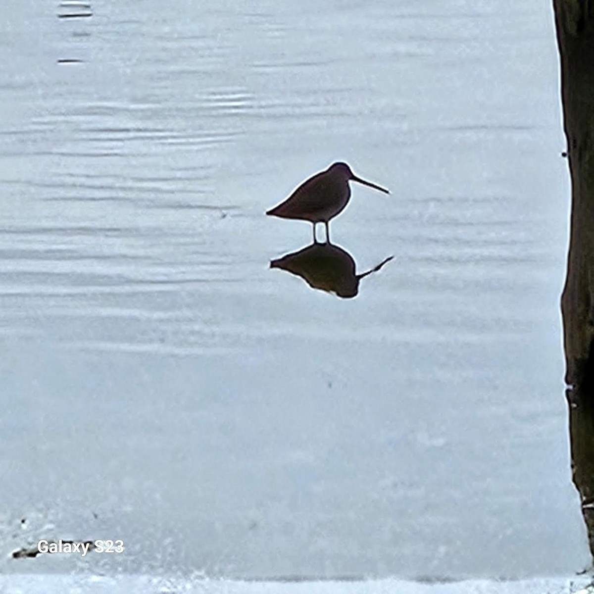 Long-billed Dowitcher - ML625817165