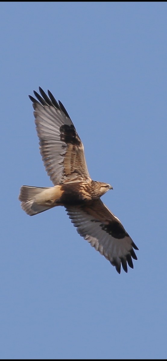 Rough-legged Hawk - ML625817428