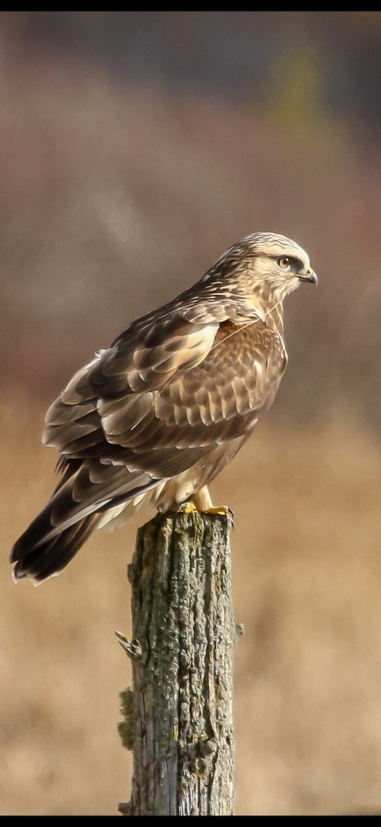 Rough-legged Hawk - ML625817430