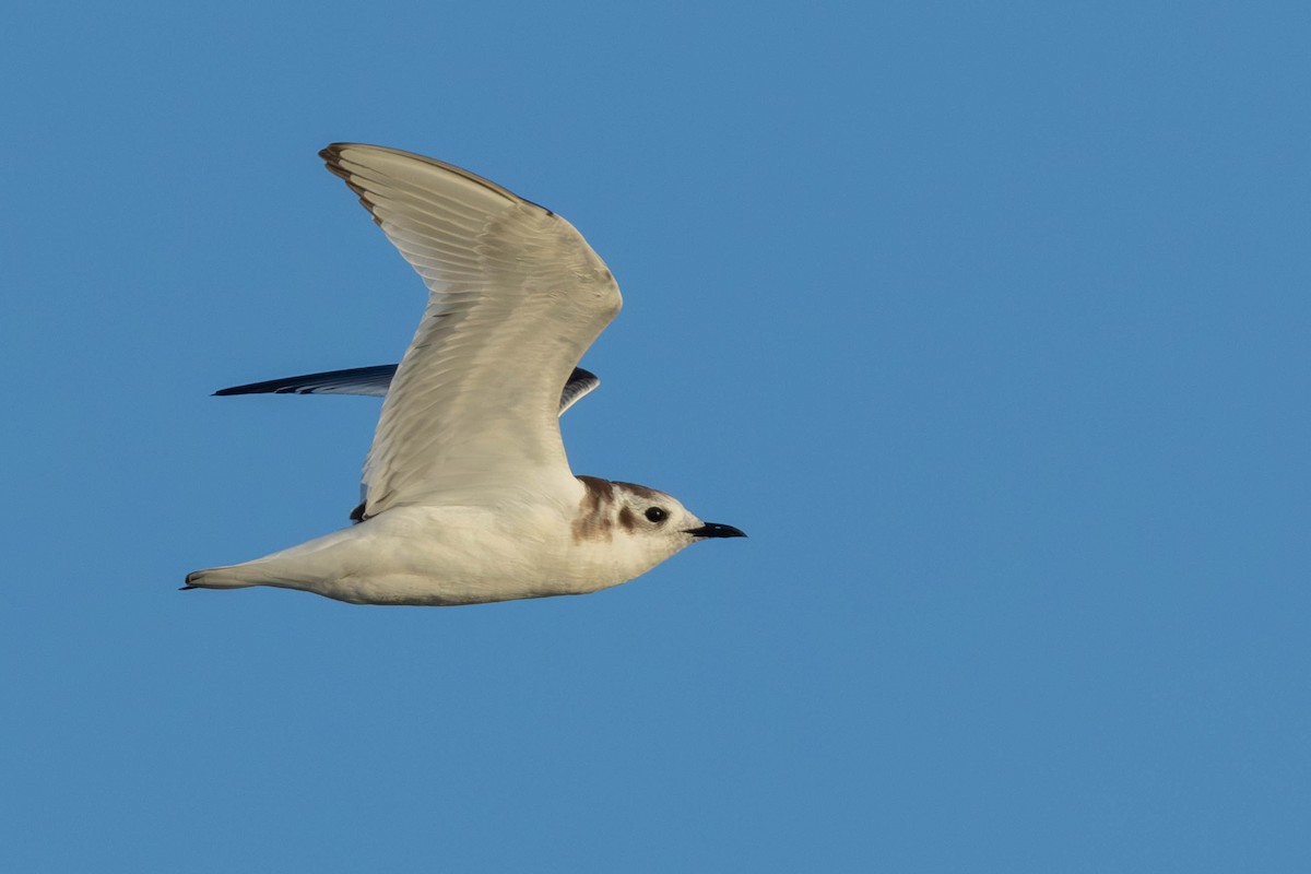 Gaviota Enana - ML625817478