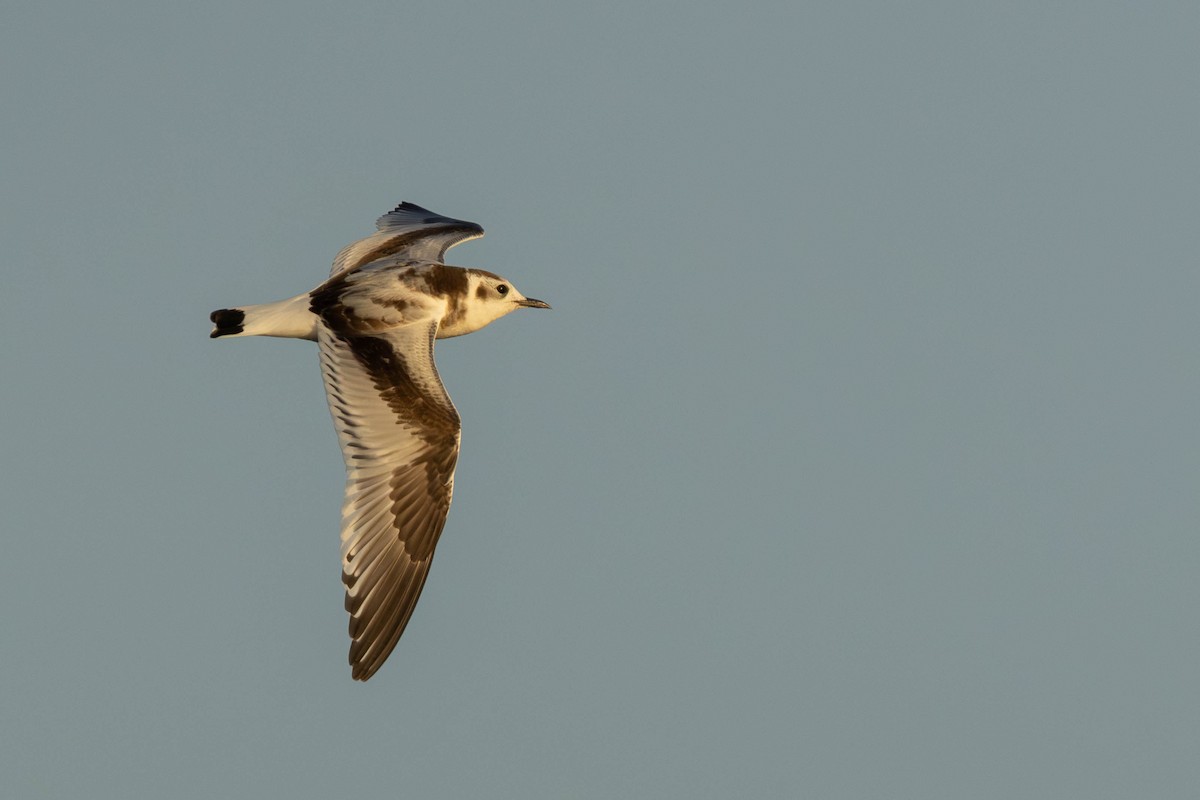 Gaviota Enana - ML625817479