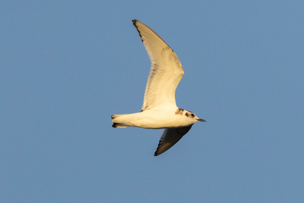 Gaviota Enana - ML625817481