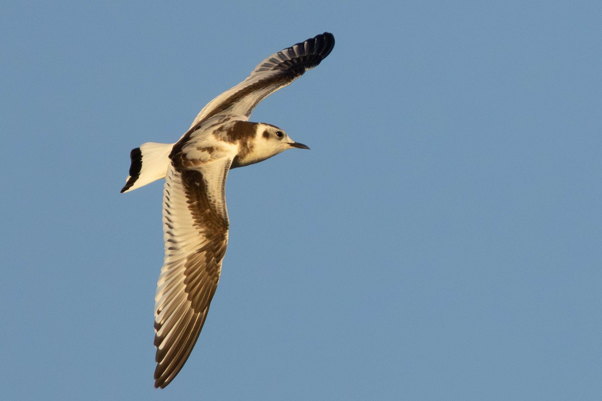 Gaviota Enana - ML625817482