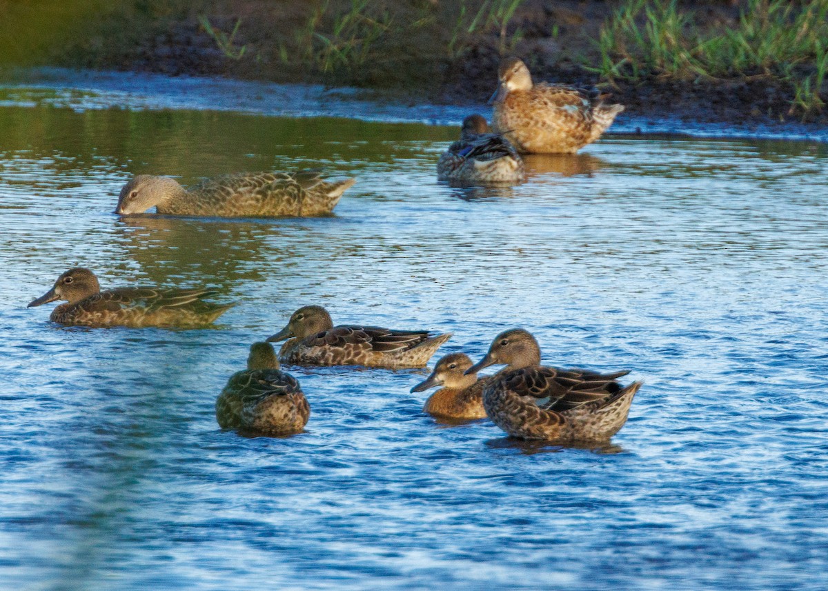 Blue-winged Teal - ML625817637