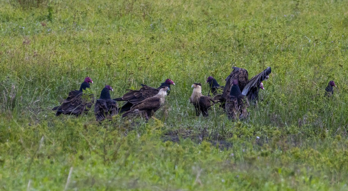 Caracara Carancho - ML625817665