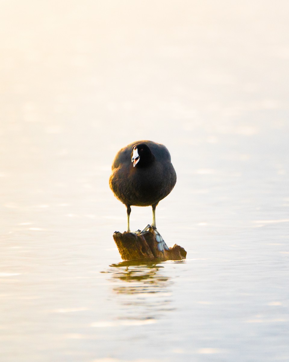 American Coot - ML625817738