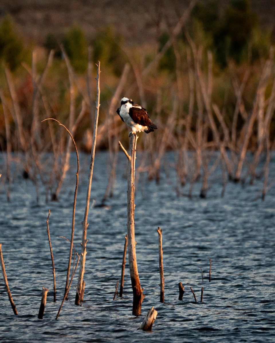 Osprey - ML625817766