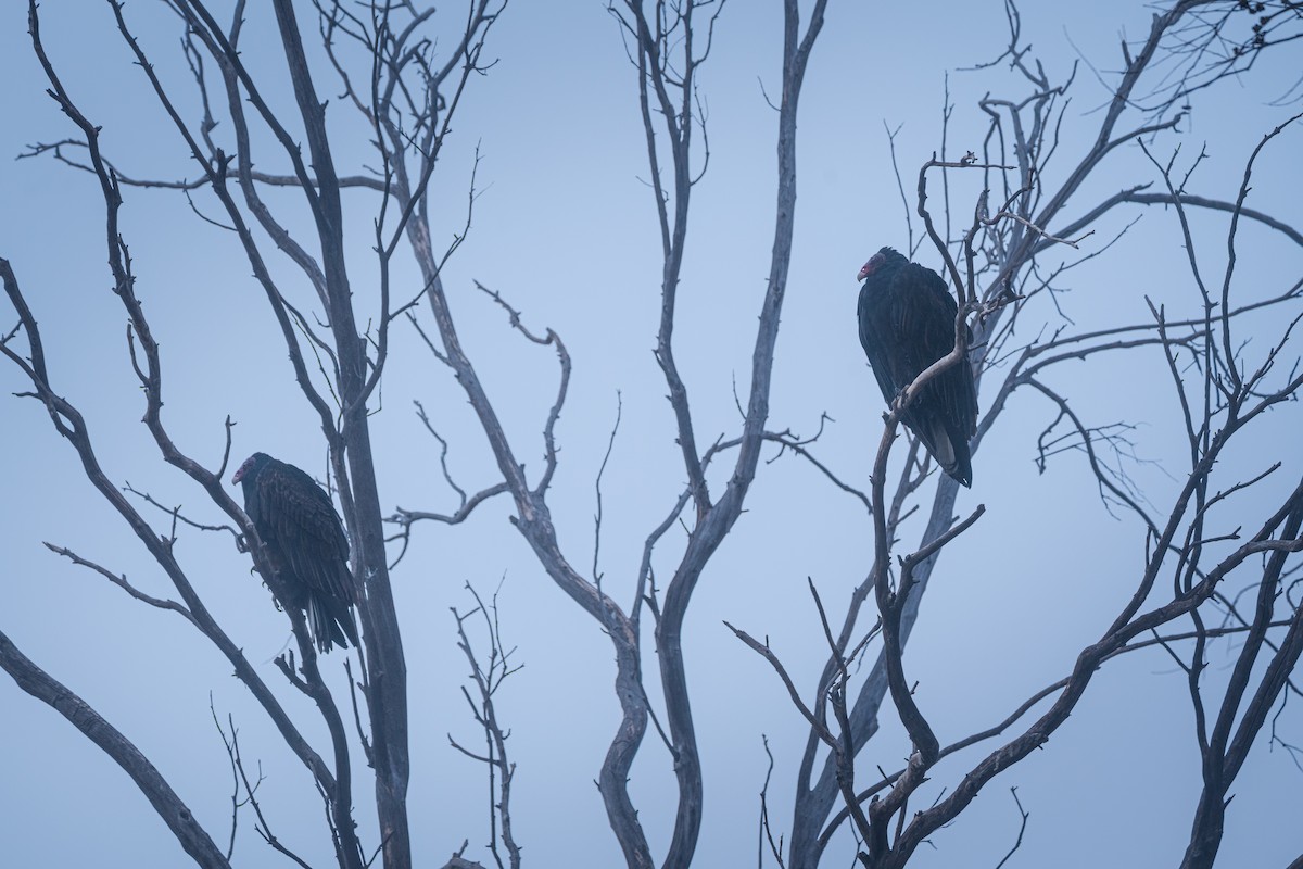 Turkey Vulture - ML625817772