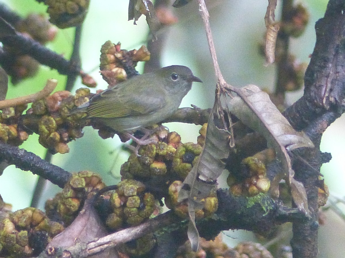Buzzing Flowerpecker - ML625817791