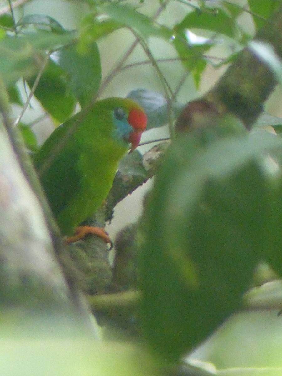 Philippine Hanging-Parrot - ML625817805
