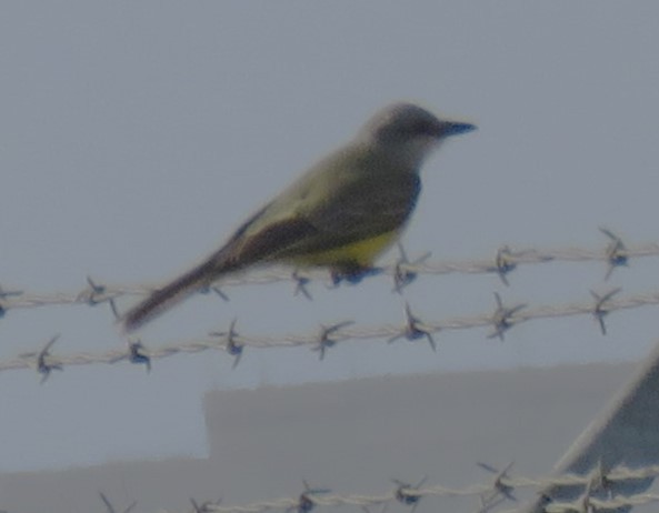 Tropical Kingbird - ML625817811