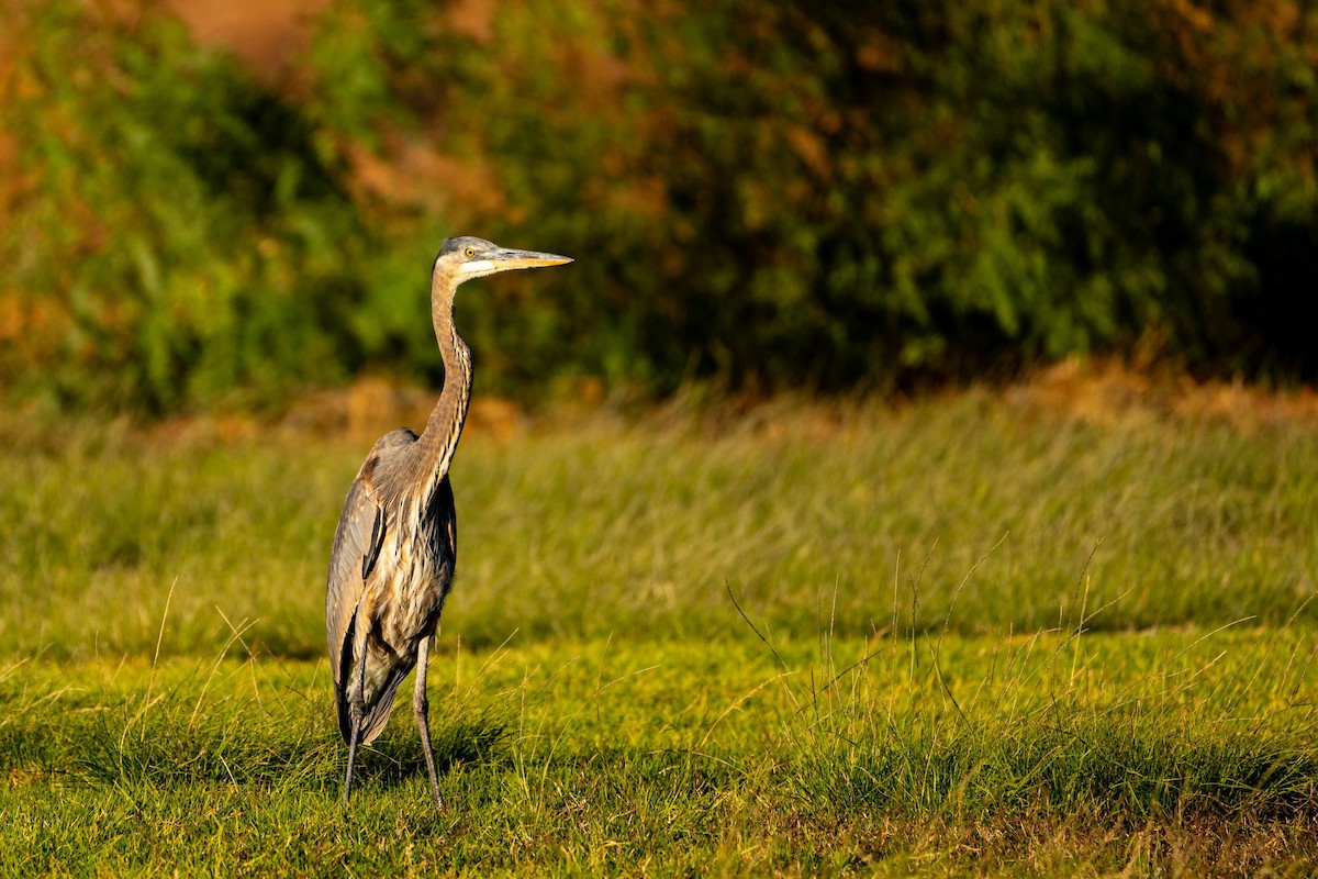 Great Blue Heron - ML625817813