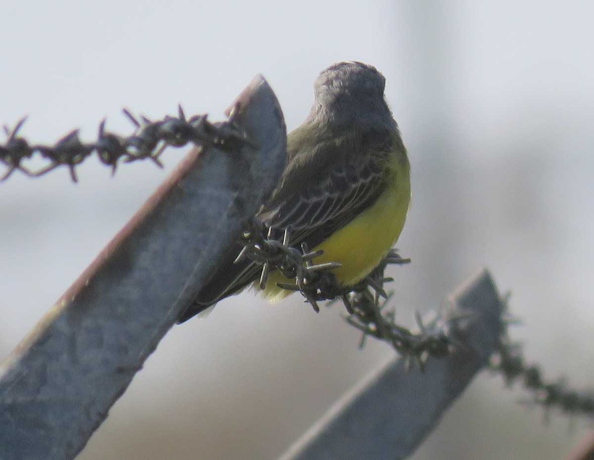 Tropical Kingbird - ML625817818