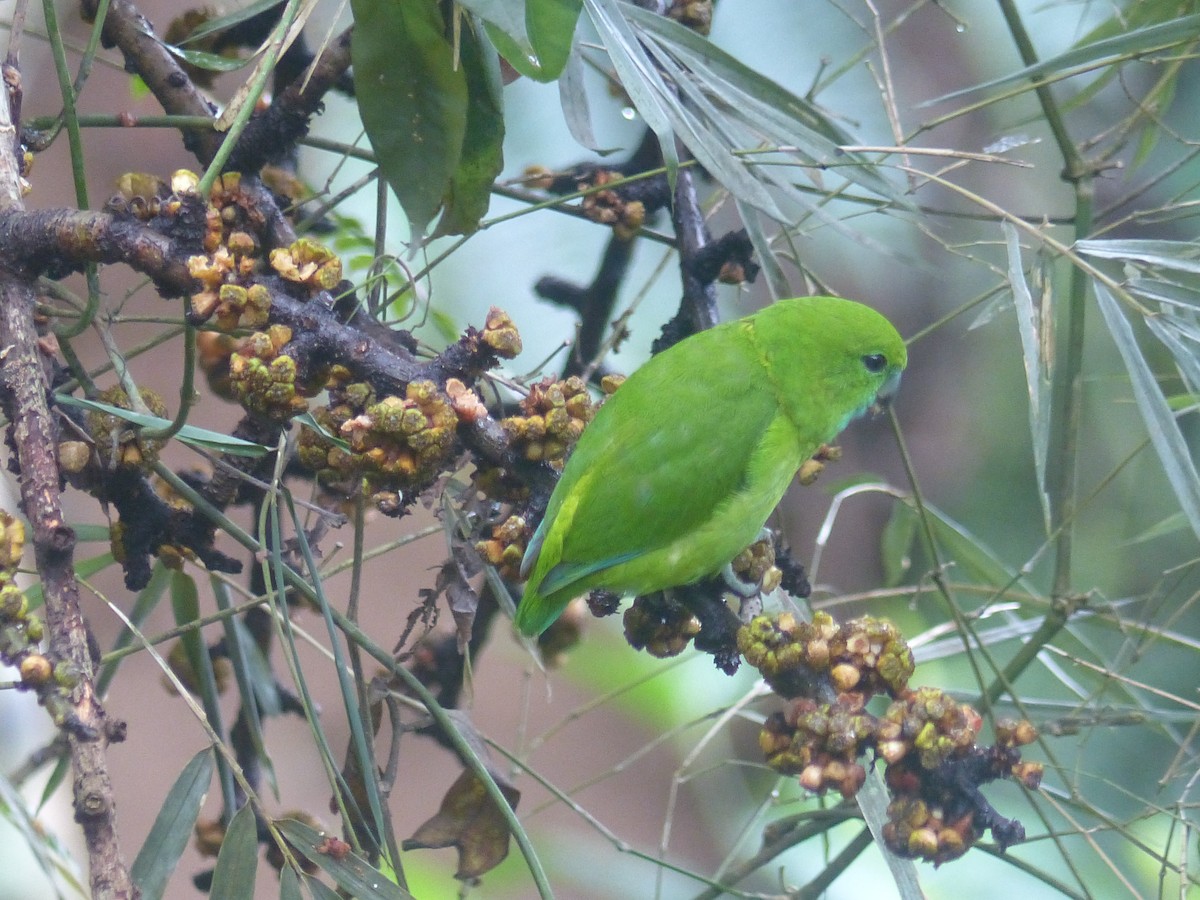 Guaiabero - ML625817844