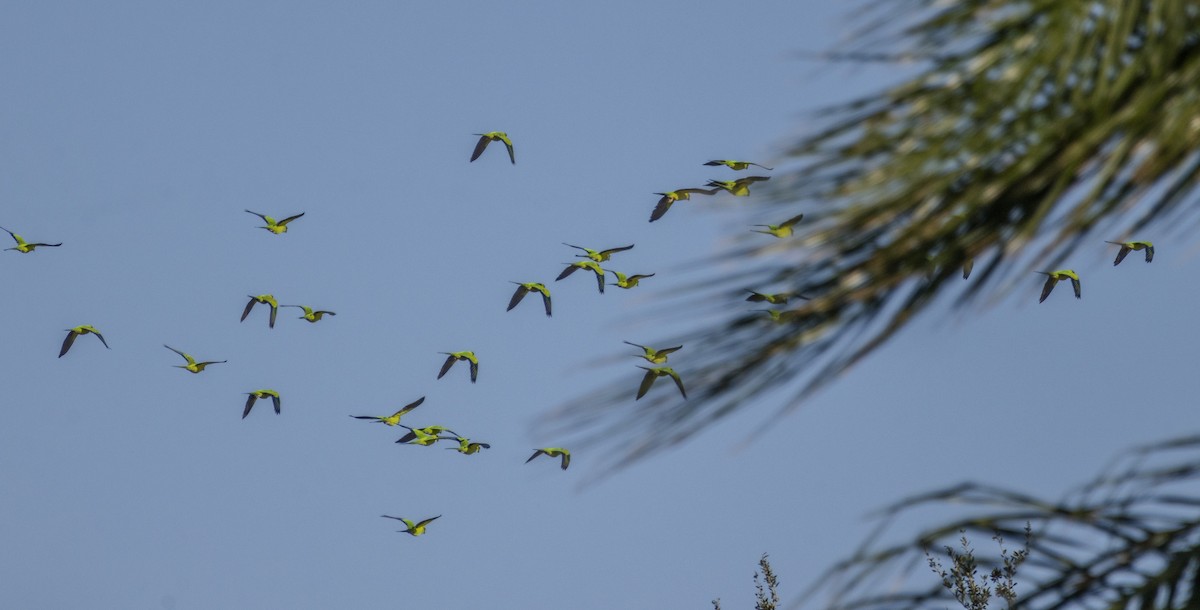 Aratinga Ñanday - ML625817887