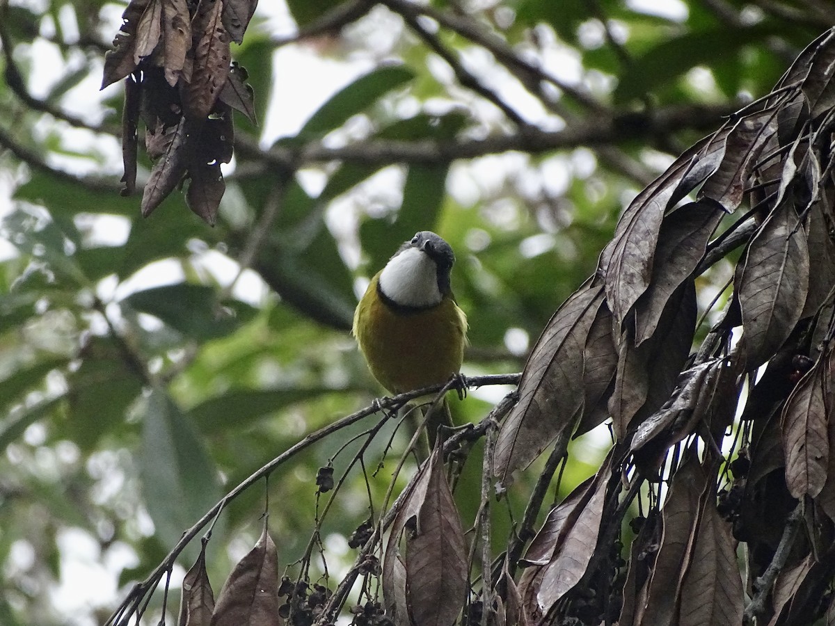 New Caledonian Whistler - ML625817970