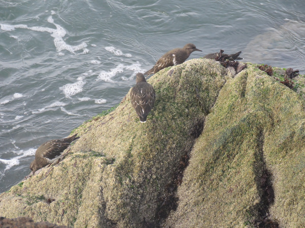 Black Turnstone - ML625818007