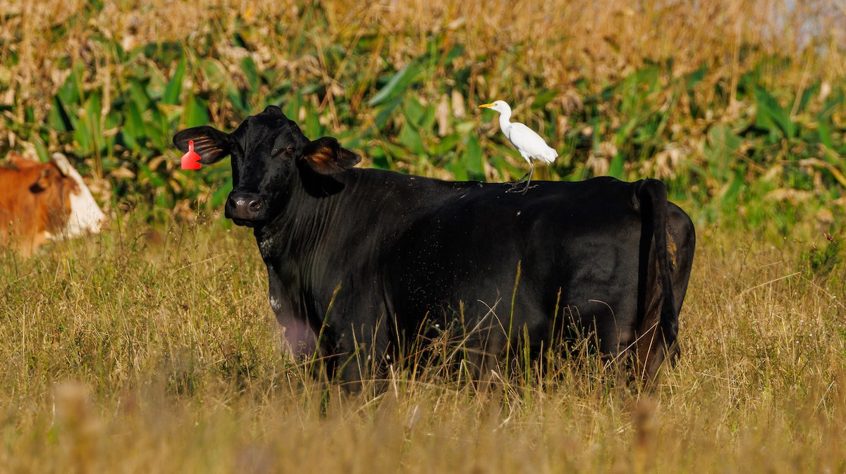 Western Cattle-Egret - ML625818338