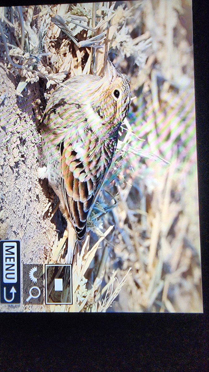 Chestnut-collared Longspur - ML625818384