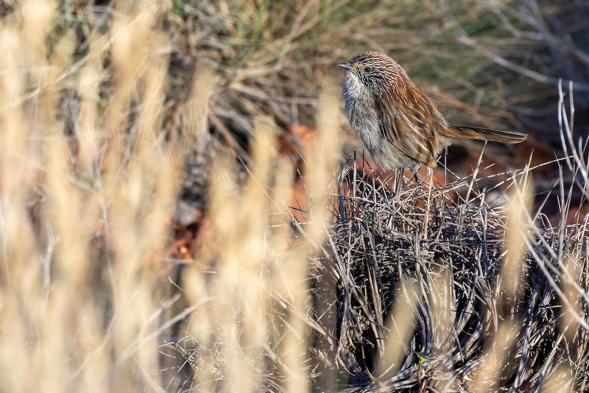 Short-tailed Grasswren - ML625818708