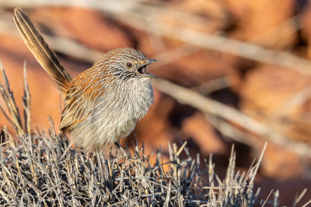 Short-tailed Grasswren - ML625818712
