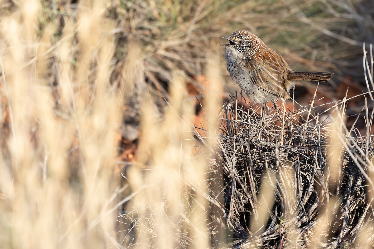 Short-tailed Grasswren - ML625818713
