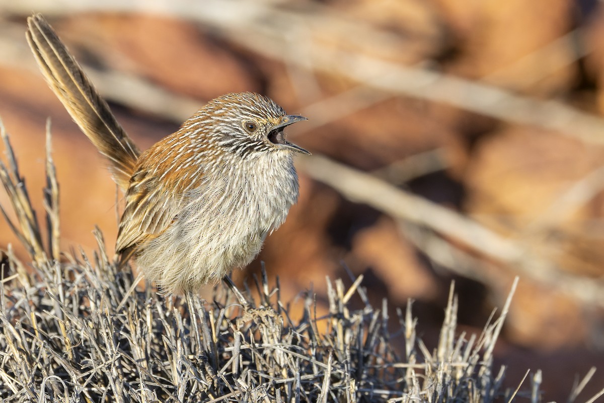 Short-tailed Grasswren - ML625818714