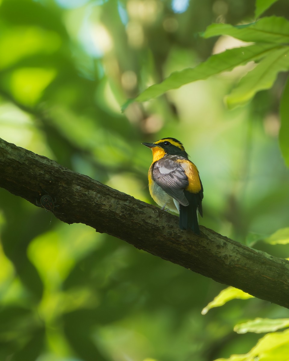 Narcissus Flycatcher - ML625818719