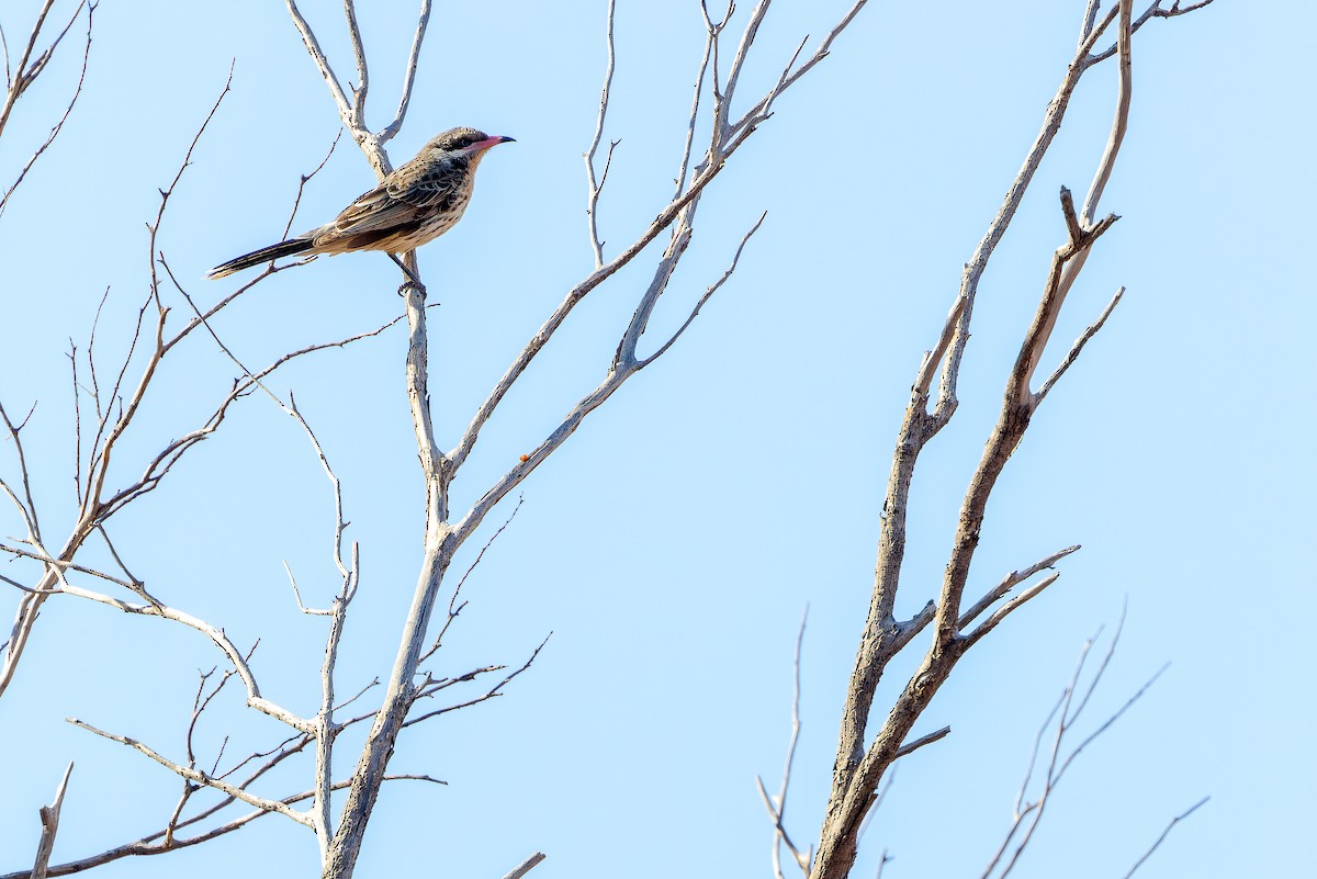 Spiny-cheeked Honeyeater - ML625818733