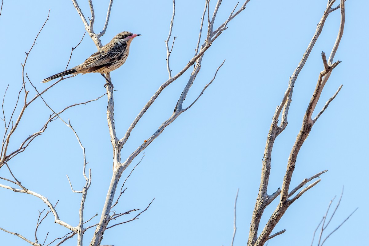 Spiny-cheeked Honeyeater - ML625818734