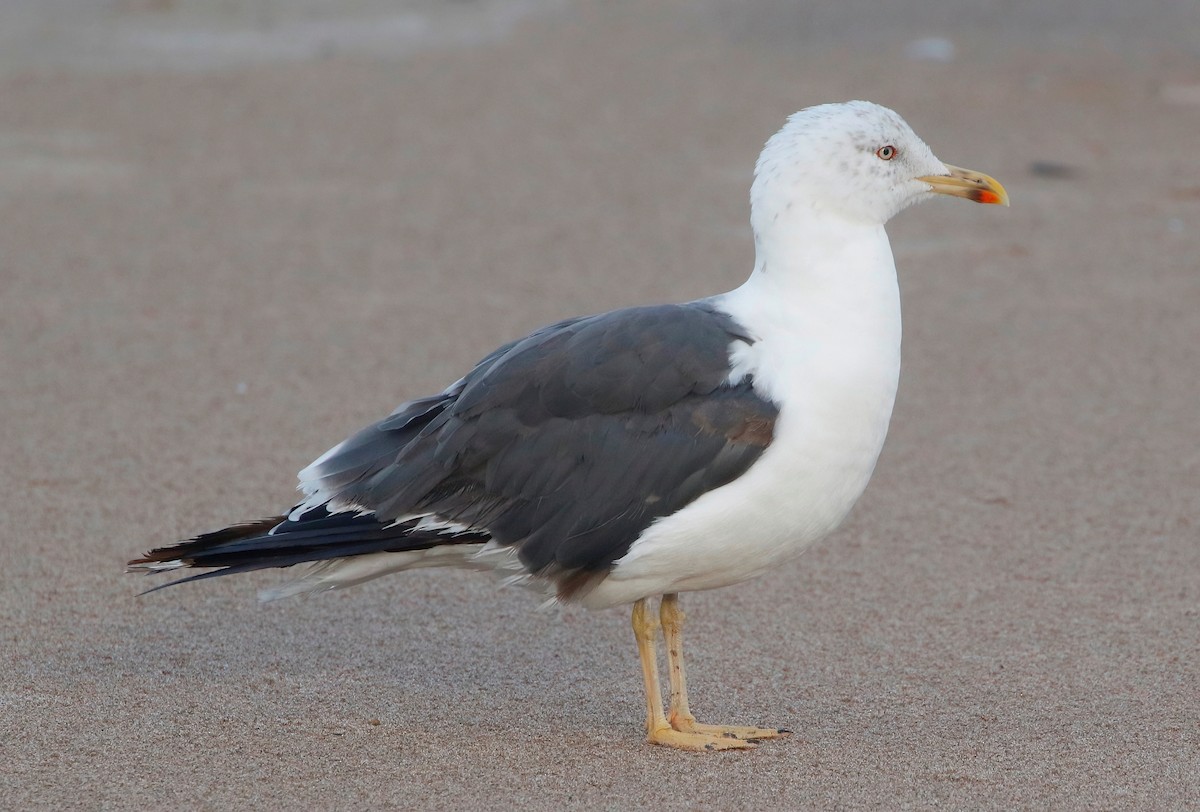 Lesser Black-backed Gull - ML625818828