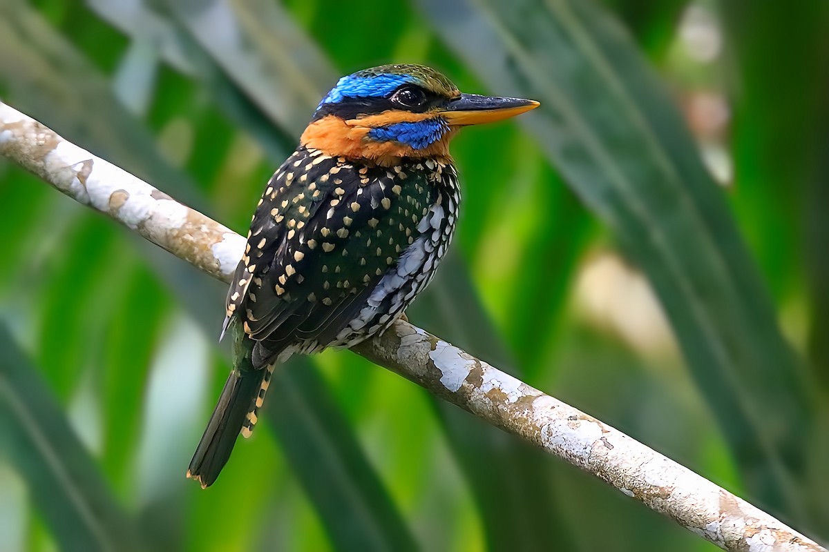 Spotted Kingfisher - ML625818838