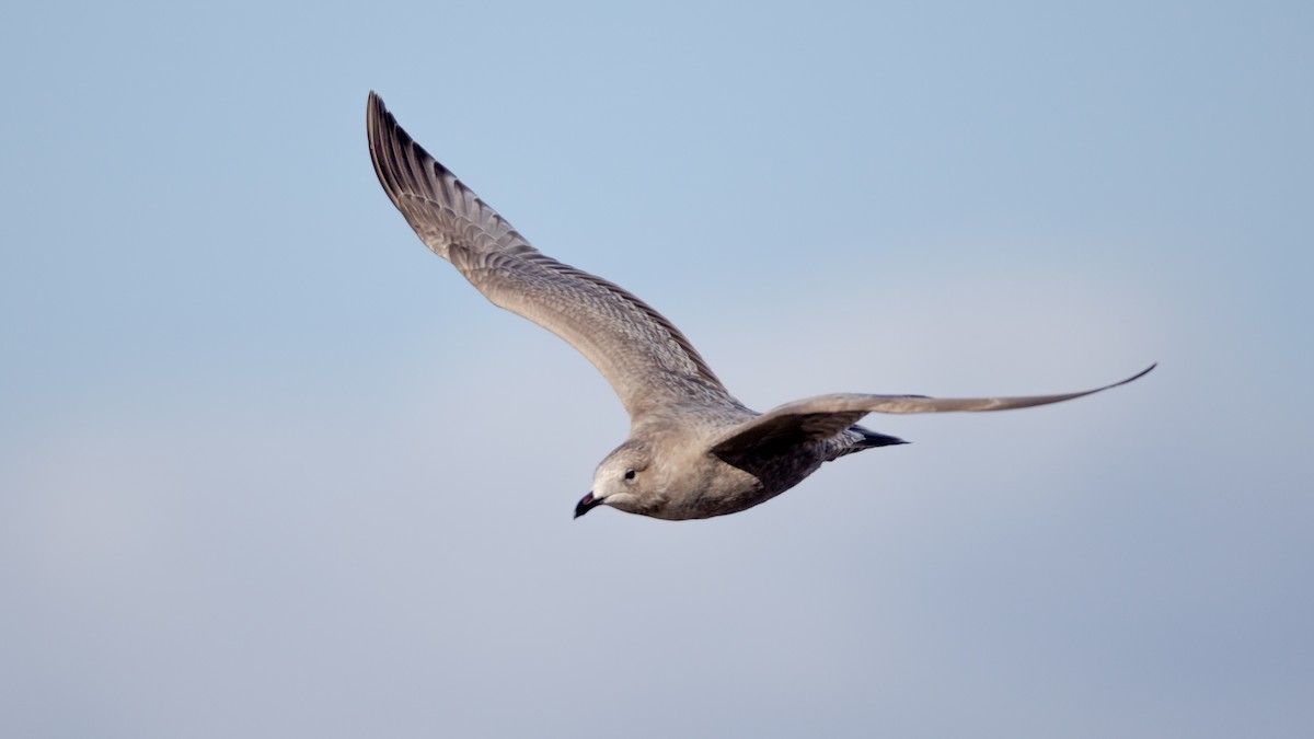 Iceland Gull (Thayer's) - ML625818875