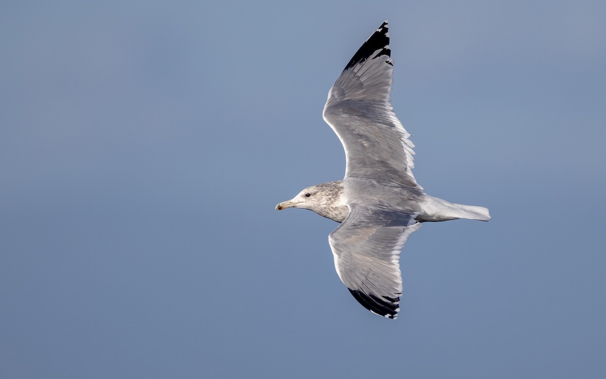 California Gull - ML625818894