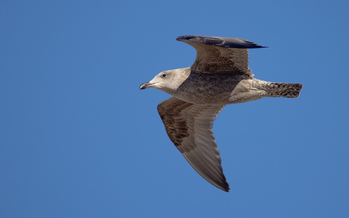 American Herring Gull - ML625818895