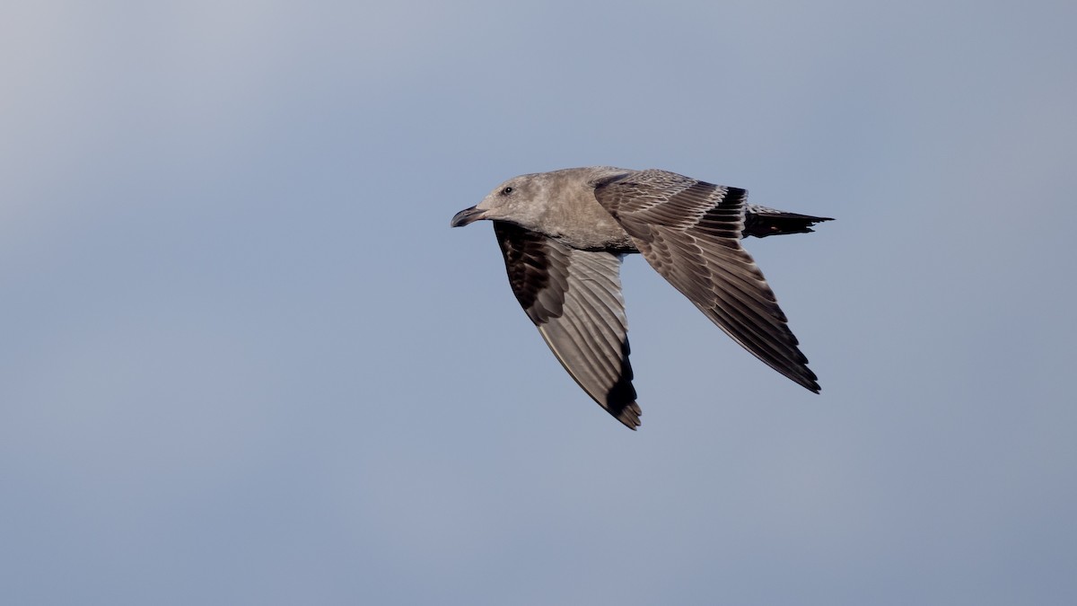 Western Gull - ML625818896