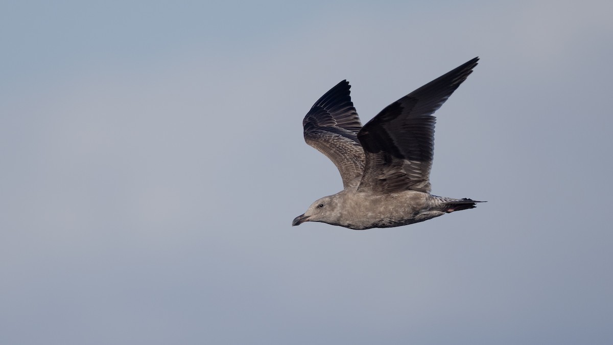 Western Gull - ML625818899