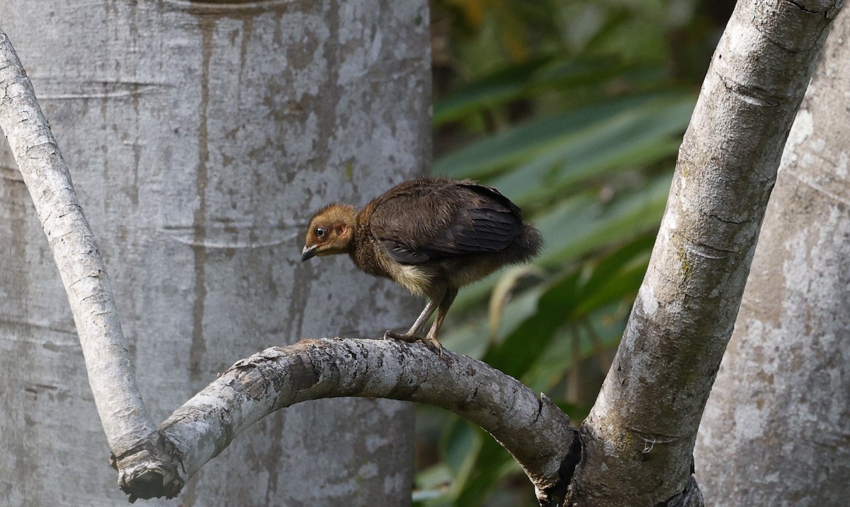 Dusky Moorhen - ML625818904