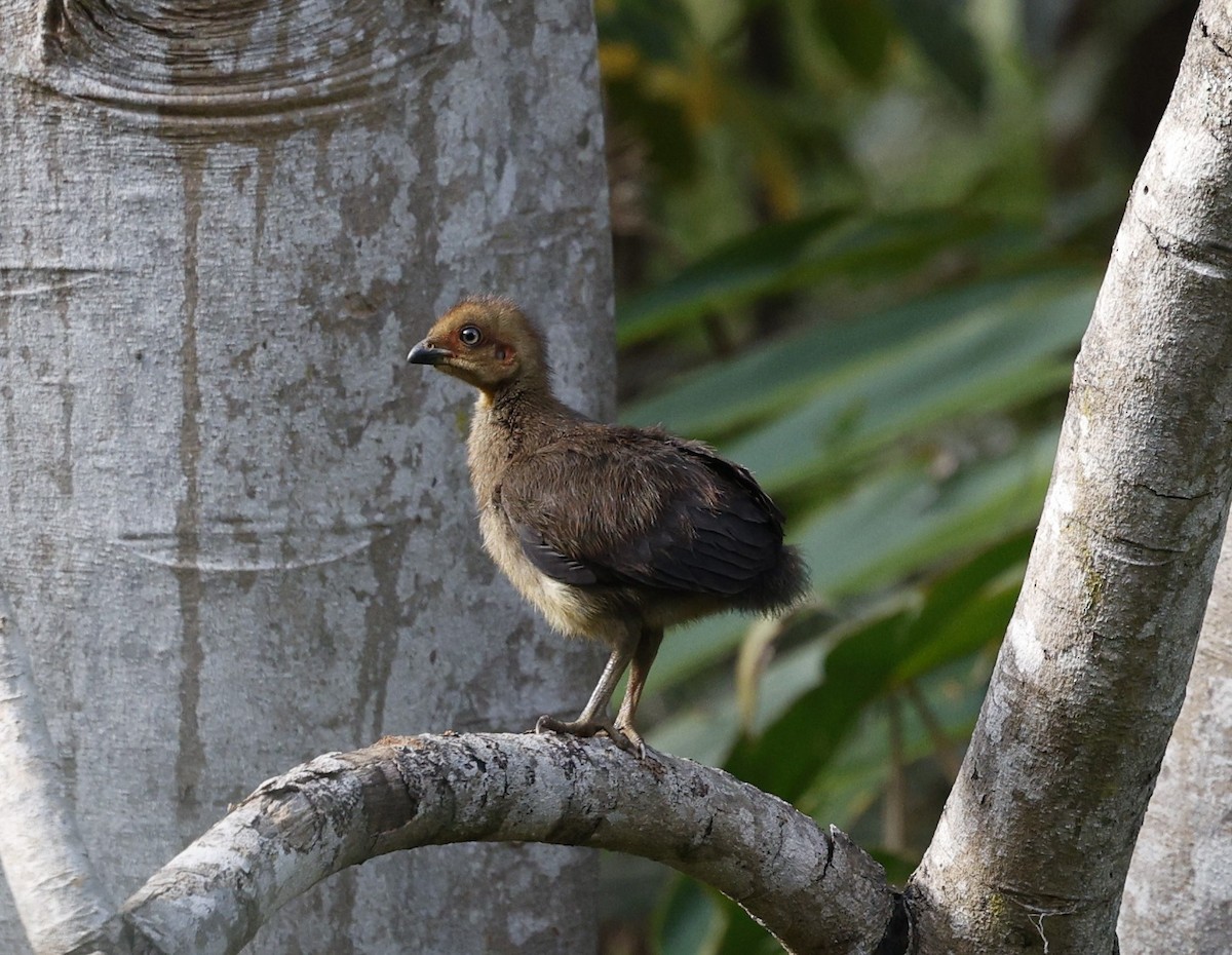 Dusky Moorhen - ML625818905