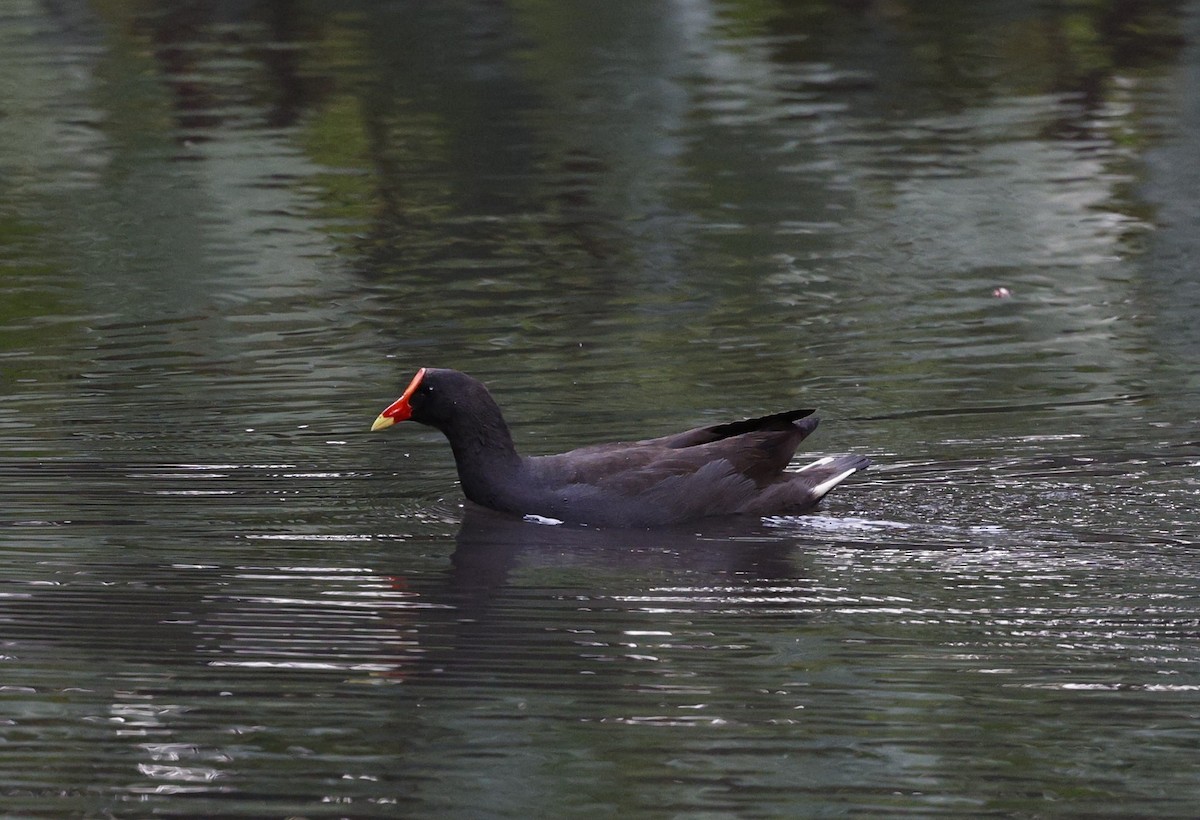 Dusky Moorhen - ML625818906