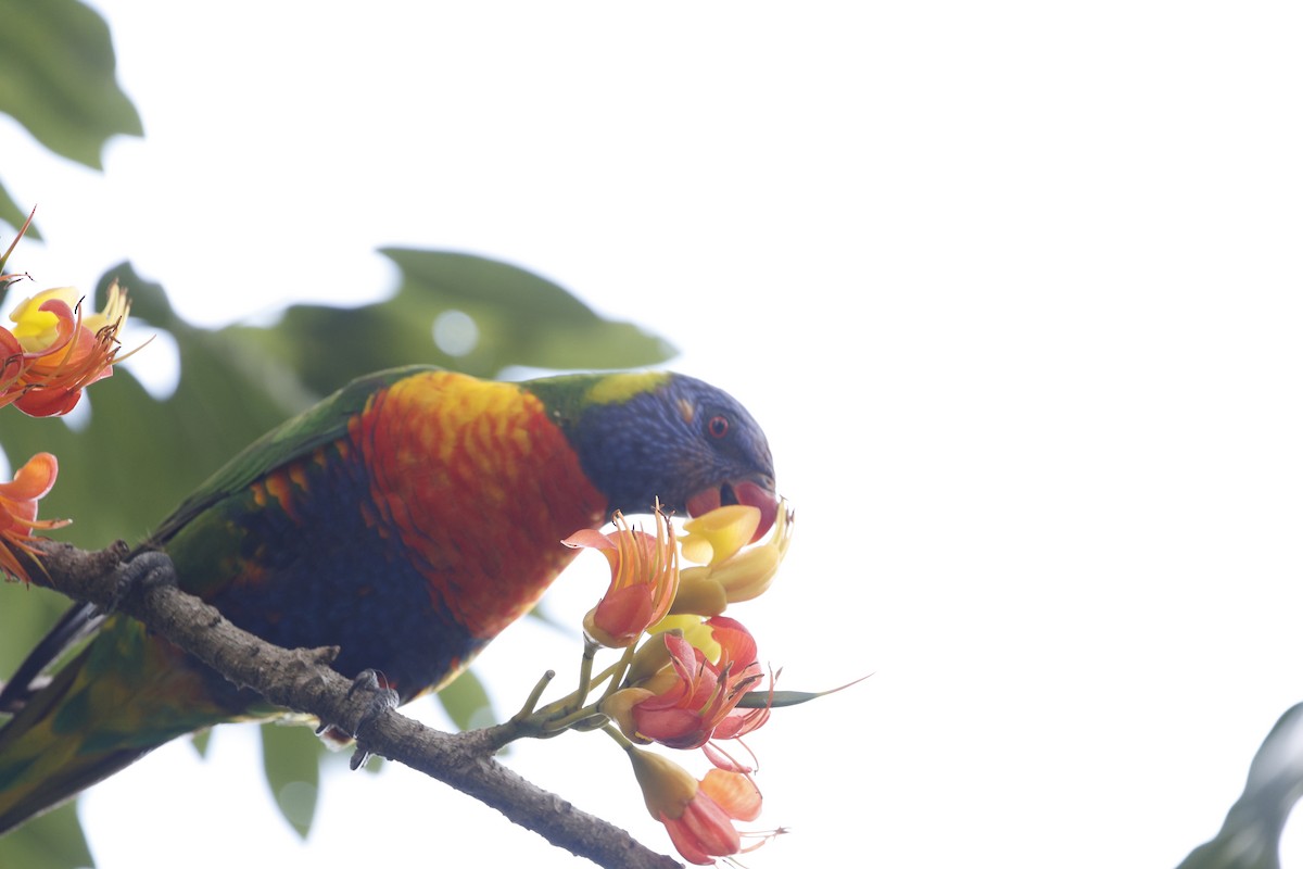 Rainbow Lorikeet - ML625818913