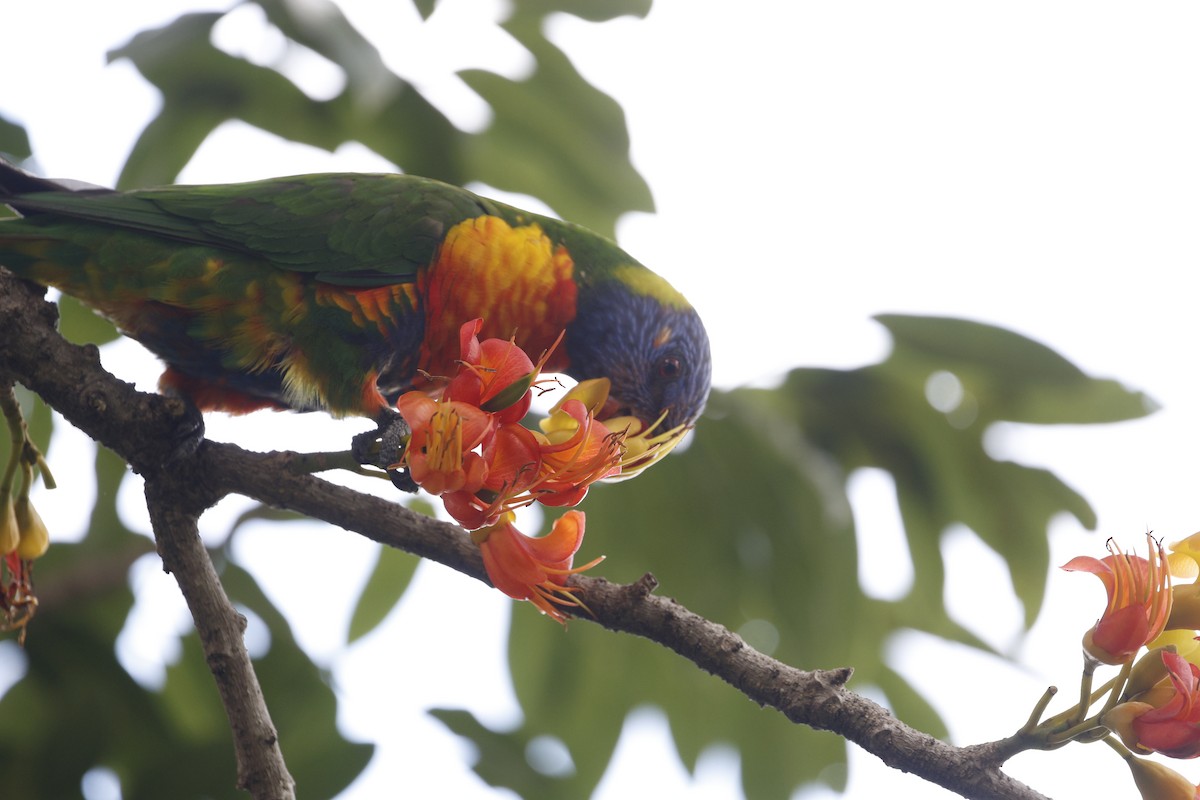 Rainbow Lorikeet - ML625818914