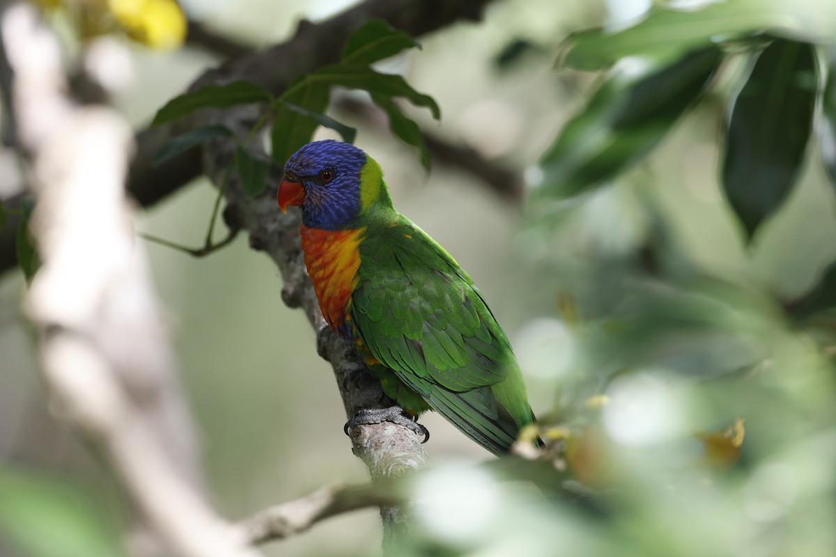 Rainbow Lorikeet - ML625818921
