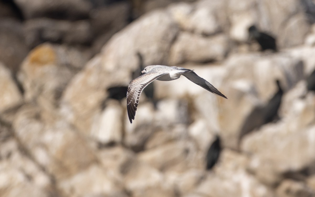 Ring-billed Gull - ML625818924