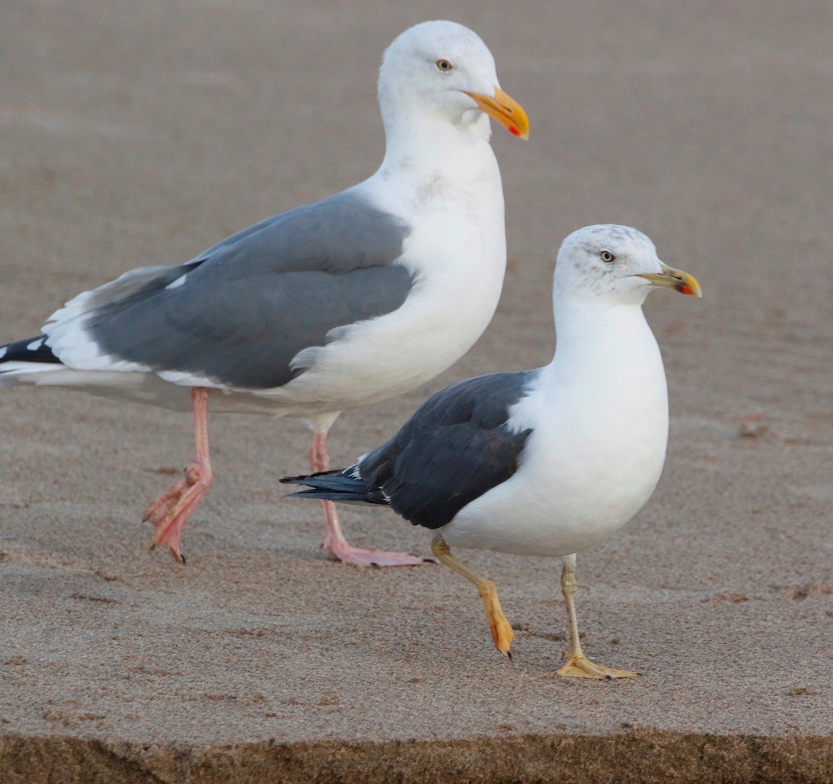 Lesser Black-backed Gull - ML625818940