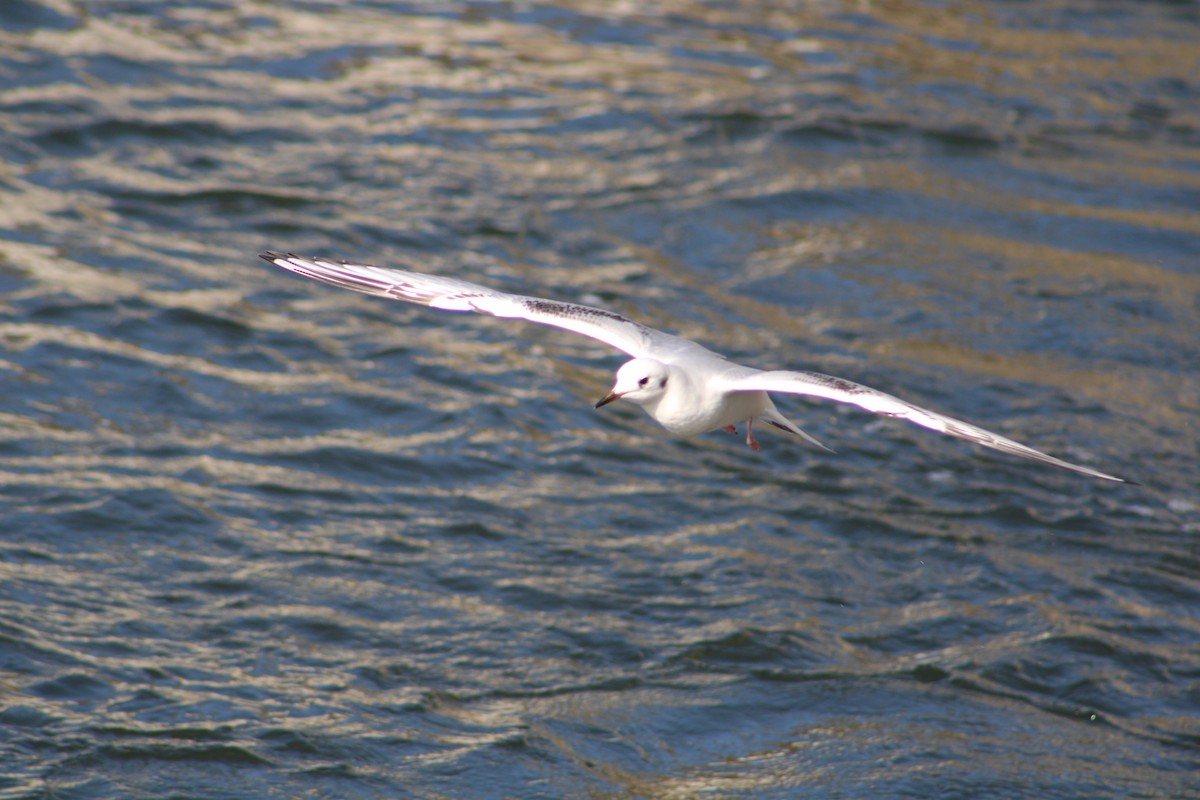 Bonaparte's Gull - ML625818944