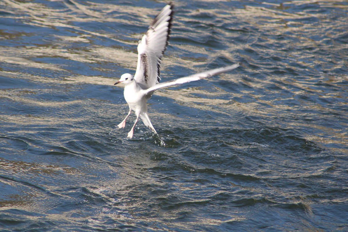 Bonaparte's Gull - ML625818945