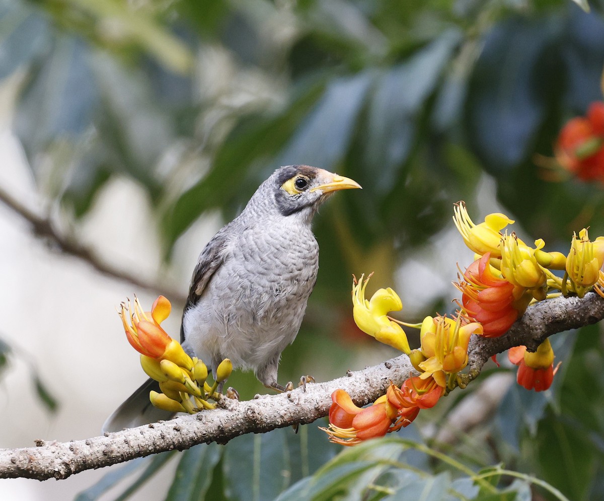 Noisy Miner - ML625818947