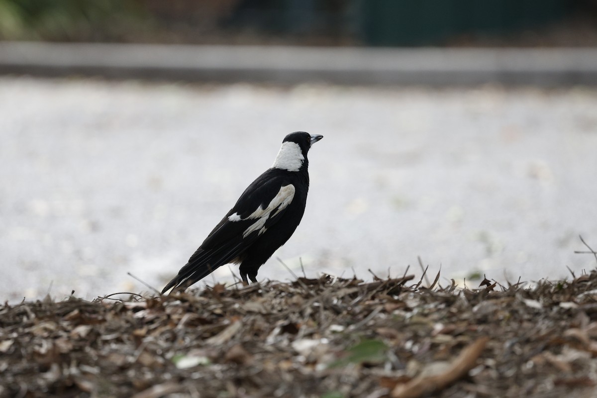Australian Magpie - ML625818951