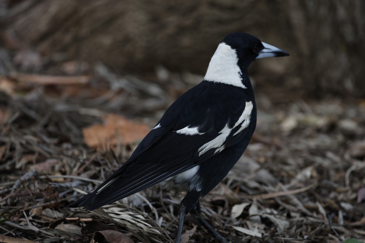 Australian Magpie - ML625818952